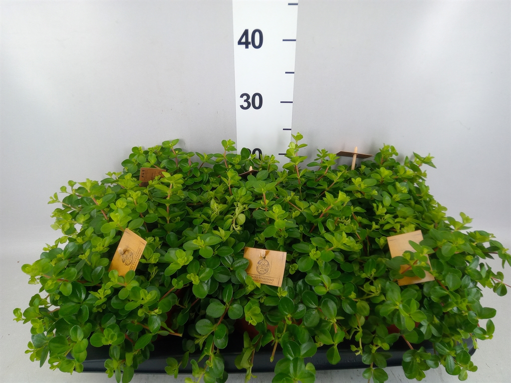 Peperomia Rotundifolia 15Ø 25cm