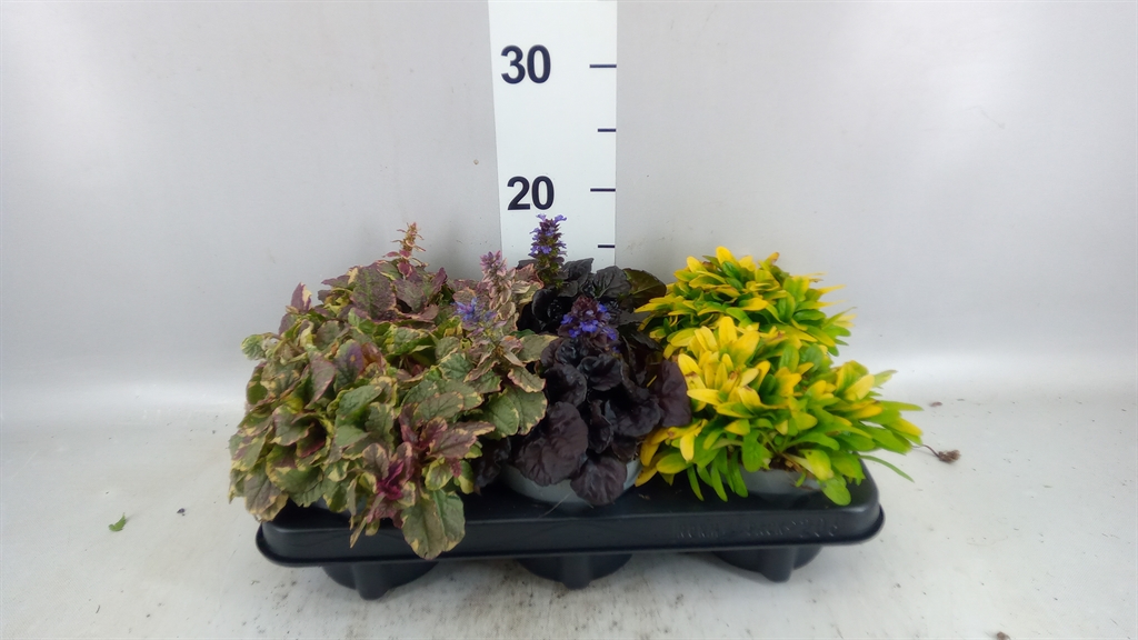 Ajuga Feathered Friends Mix 12Ø 12cm