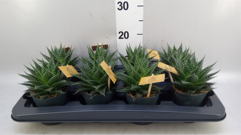 Gasteraloe Aurora 510Ø