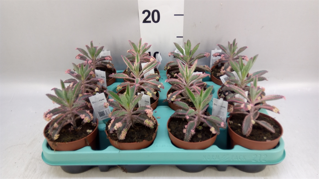 Kalanchoe Tubiflora 8Ø 18cm
