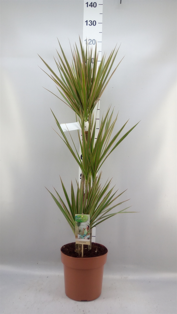 Dracaena Bicolor 21Ø 120cm
