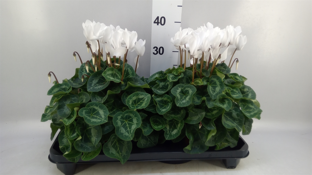 Cyclamen Super Serie Xl 15Ø 36cm