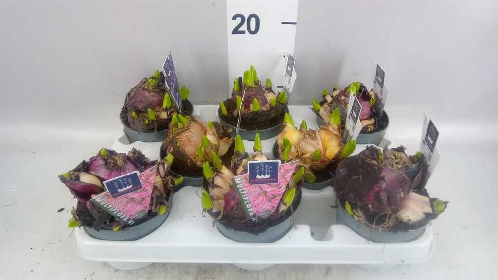 Hyacinthus Mix 10Ø 15cm 1pp