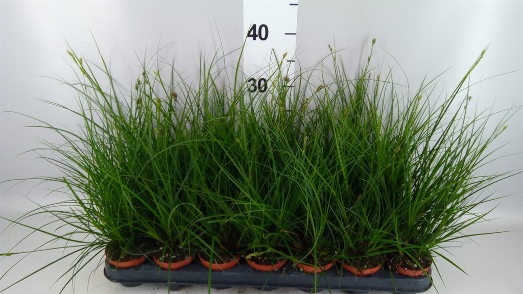 Carex Brunnea 8Ø 20cm