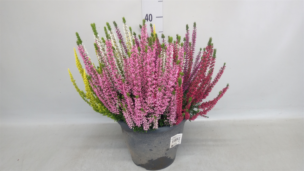Calluna Vulgaris Beauty Ladies High Five Mix 23Ø 40cm