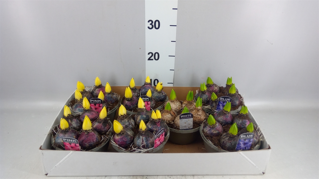 Hyacinthus Mix 16Ø 15cm 5pp