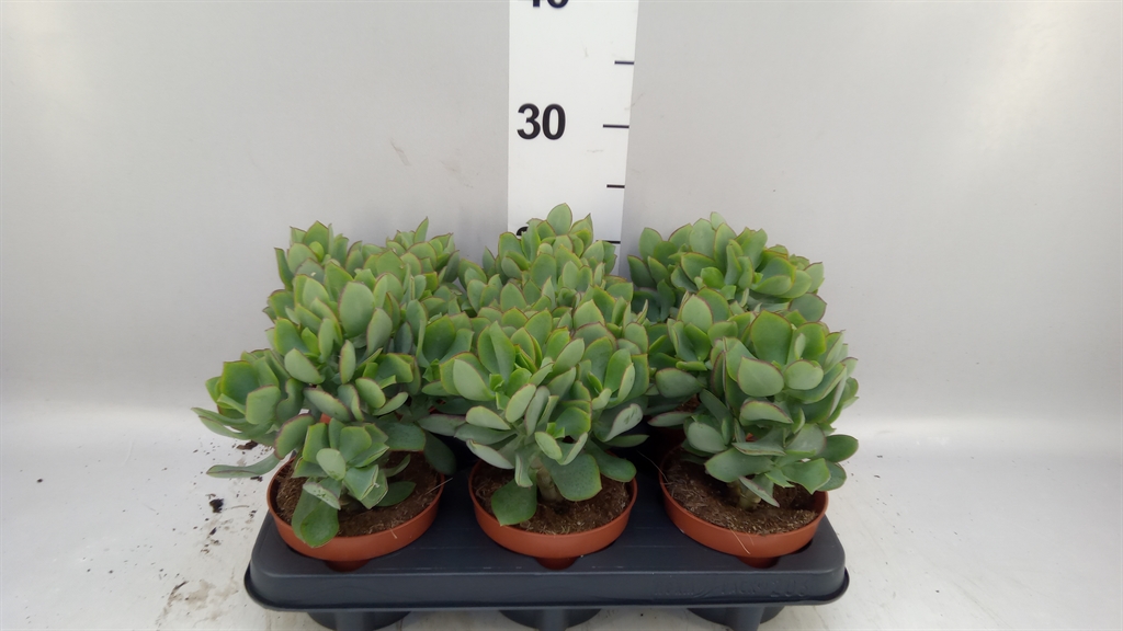 Crassula Arborescens Petit Wave 12Ø 20cm