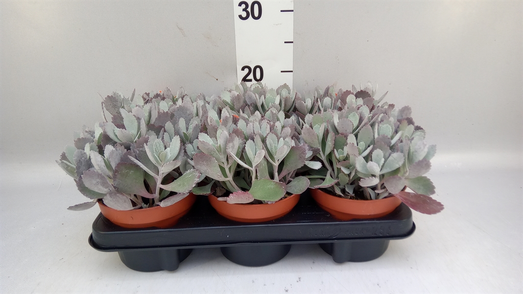 Kalanchoe Pumila 13Ø 15cm