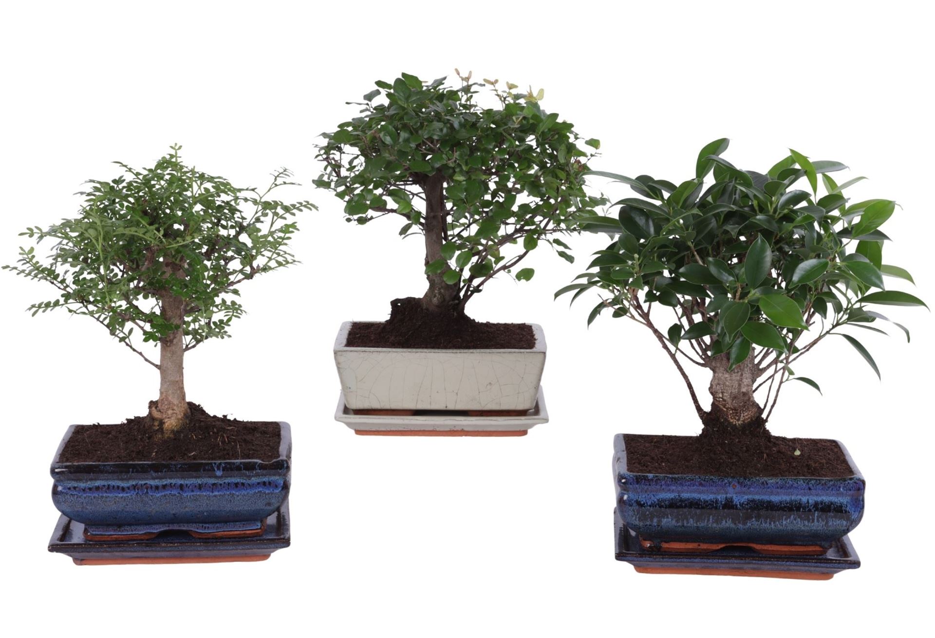 Bonsai Mix 20Ø 30cm