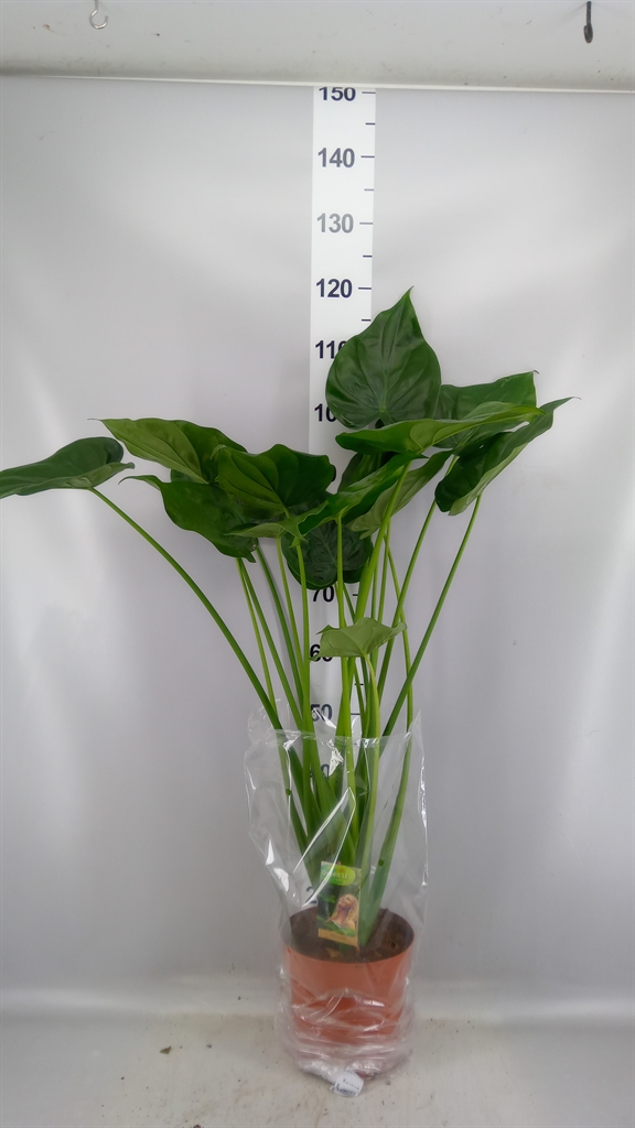 Alocasia Cucullata 21Ø 90cm