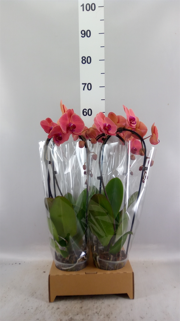 Phalaenopsis Cascade 12Ø 50cm 1st