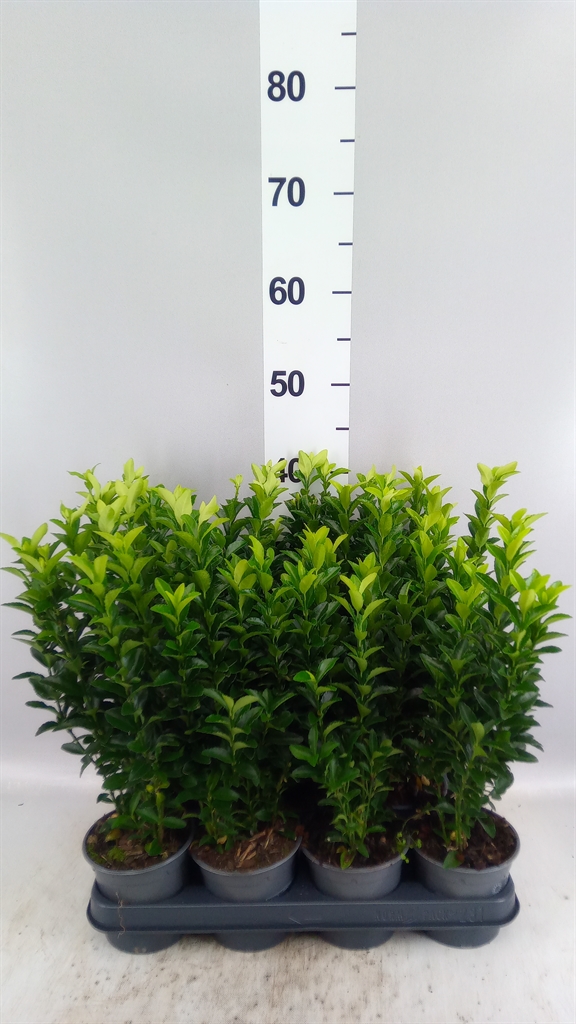 Euonymus Green Spire 10Ø 35cm