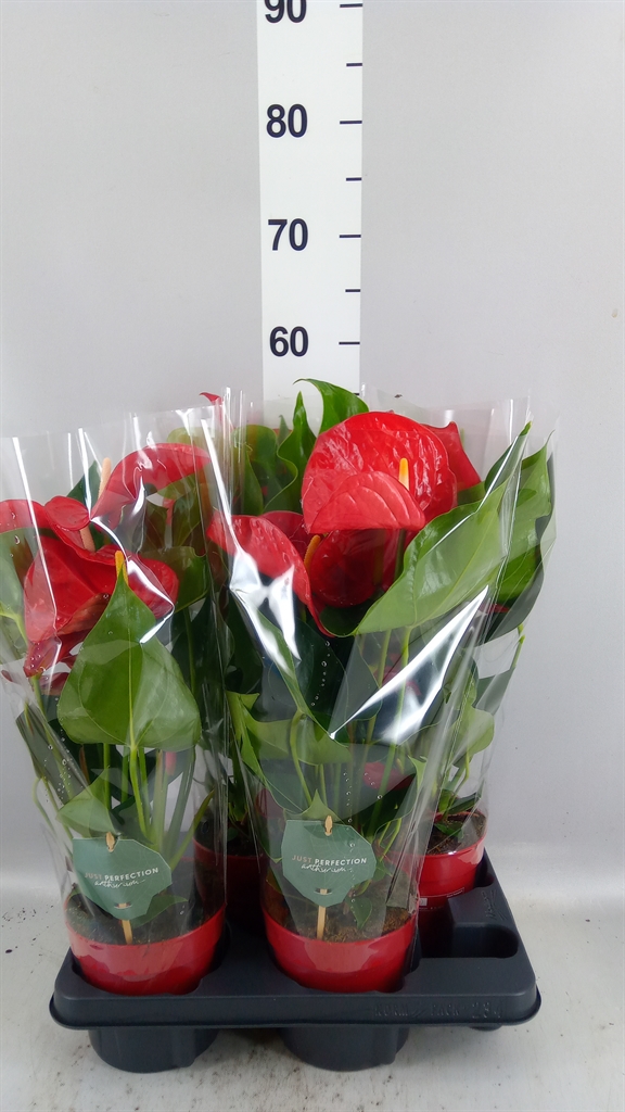 Anthurium Minnesota 14Ø 50cm