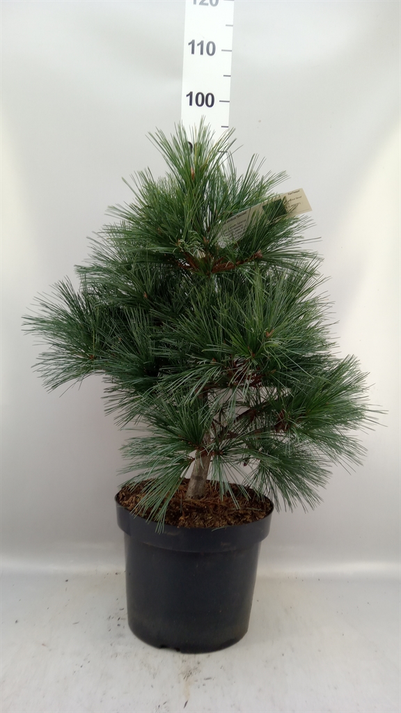 Pinus Strobus 28Ø 50cm