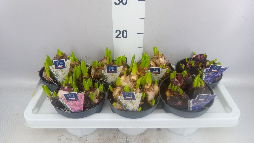 Hyacinthus Mix 14Ø 15cm 3pp