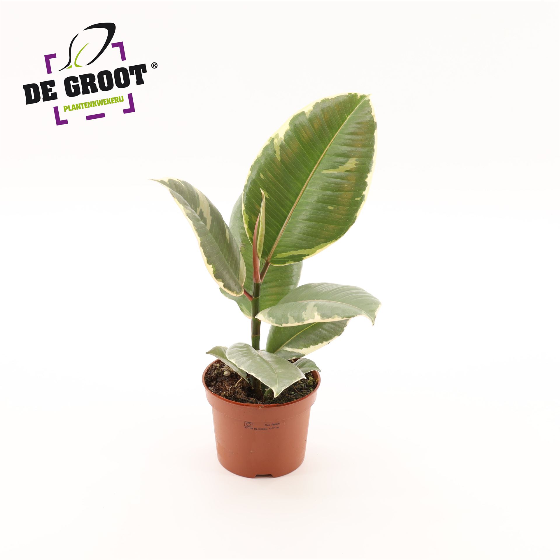 Ficus Tineke 12Ø 35cm