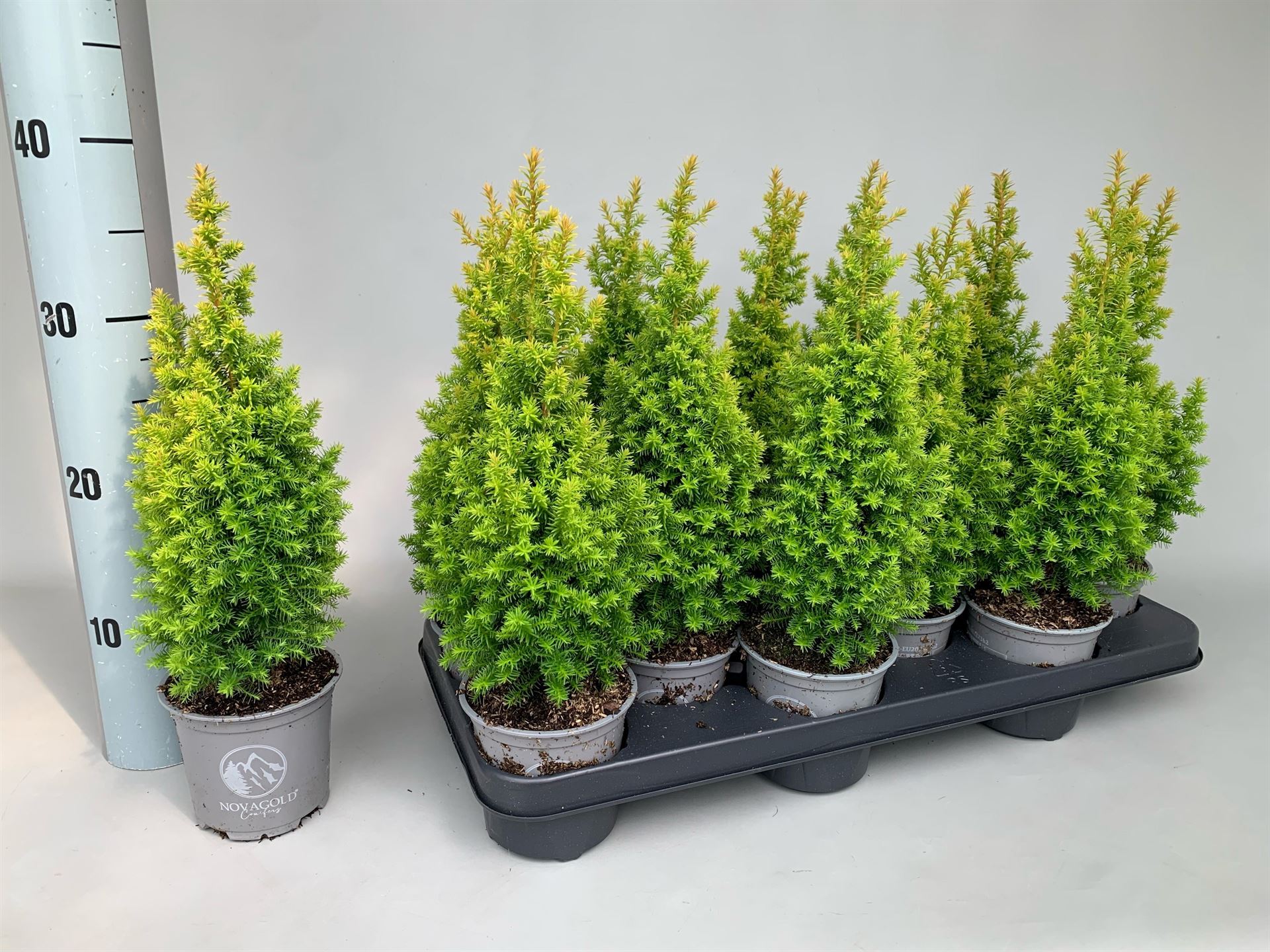 Chamaecyparis Thyoides Novagold 11Ø 35cm