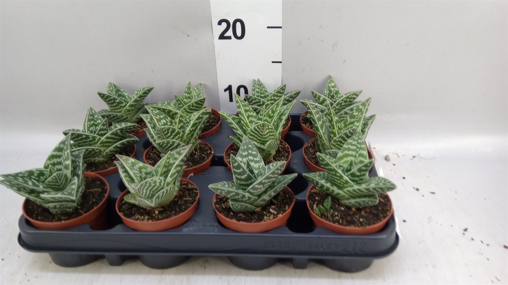 Aloe Variegata 508Ø 12cm