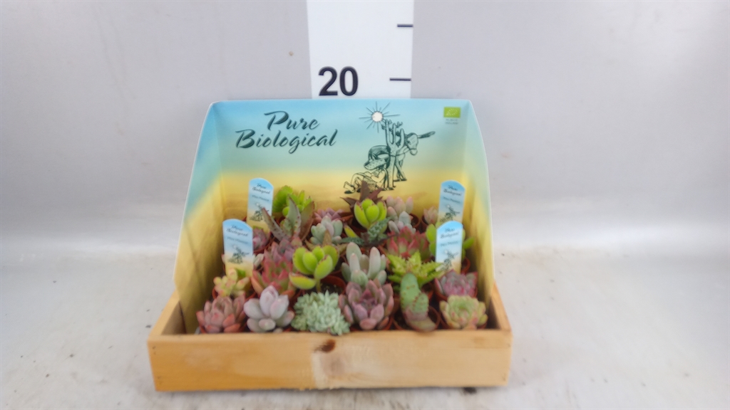 Succulenten Overig 3Ø