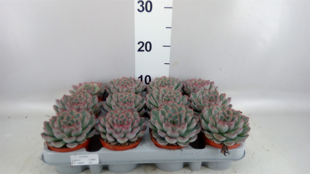 Echeveria Hercules 8Ø 10cm