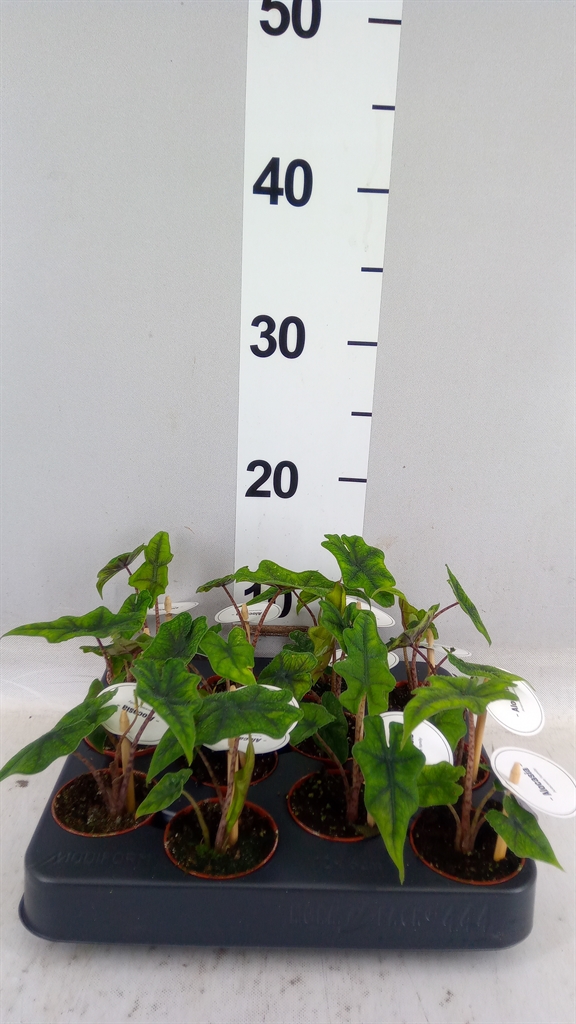 Alocasia Jacklyn 6Ø 10cm