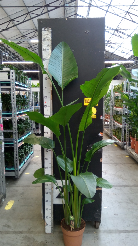 Strelitzia Nicolai 27Ø 180cm