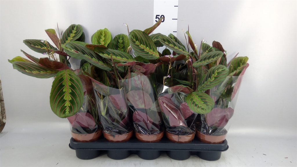 Maranta Fascinator 12Ø 35cm