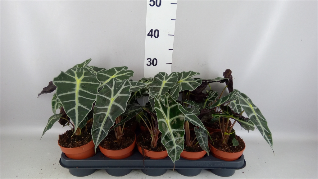 Alocasia Polly 12Ø 30cm