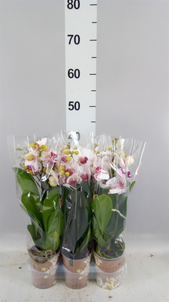 Phalaenopsis Multiflora Safe Haven 9Ø 40cm 3st