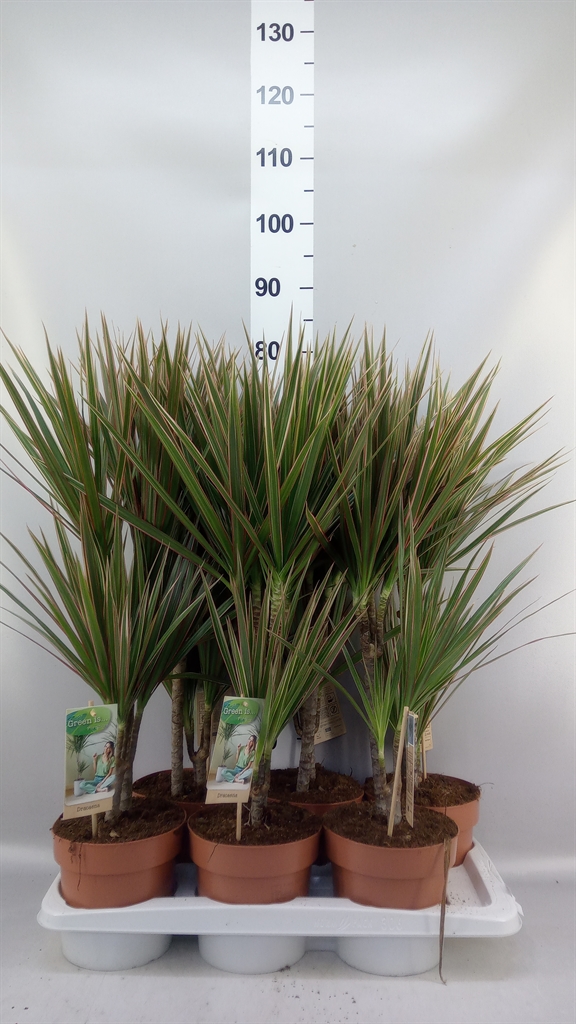 Dracaena Bicolor 17Ø 70cm