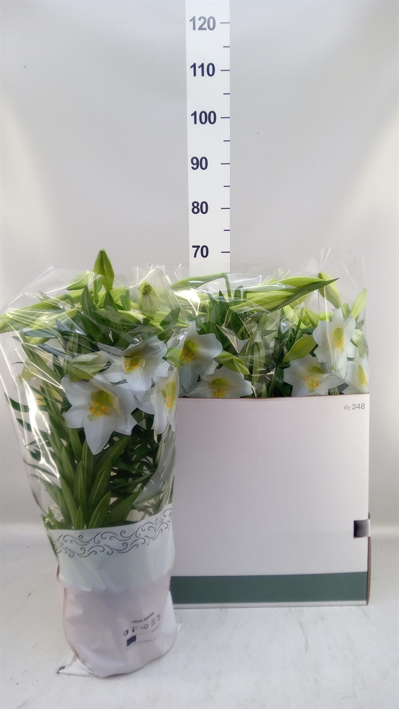 Lilium Miracle 19Ø 56cm