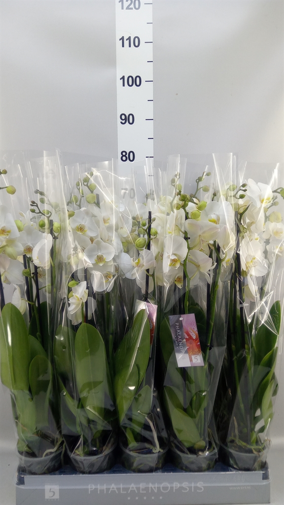 Phalaenopsis Nottingham 12Ø 60cm 4st