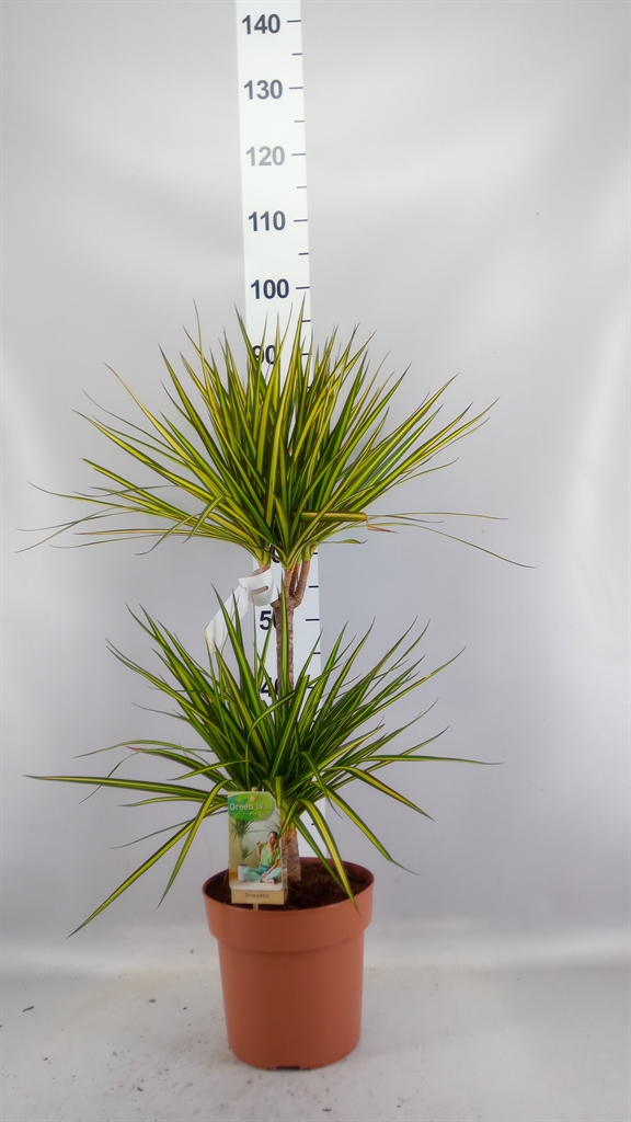 Dracaena Sunray 21Ø 90cm