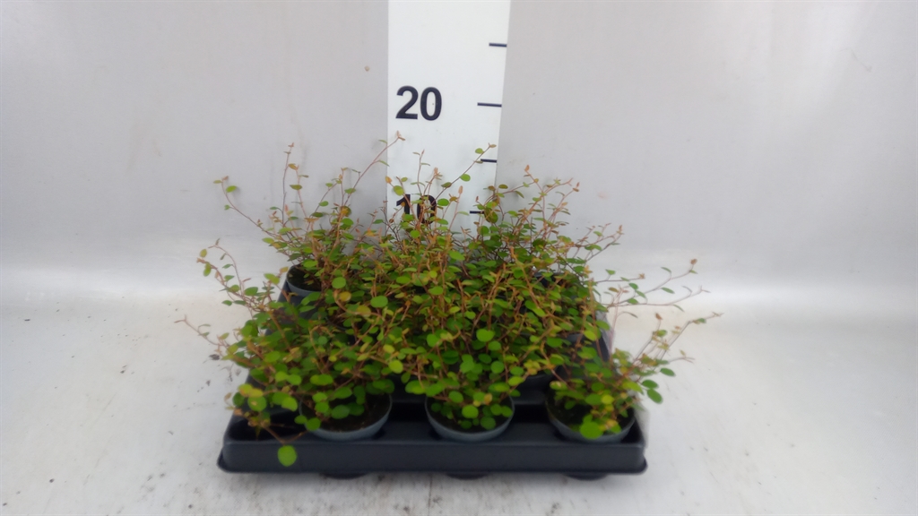 Muehlenbeck Com Maor 6Ø 15cm
