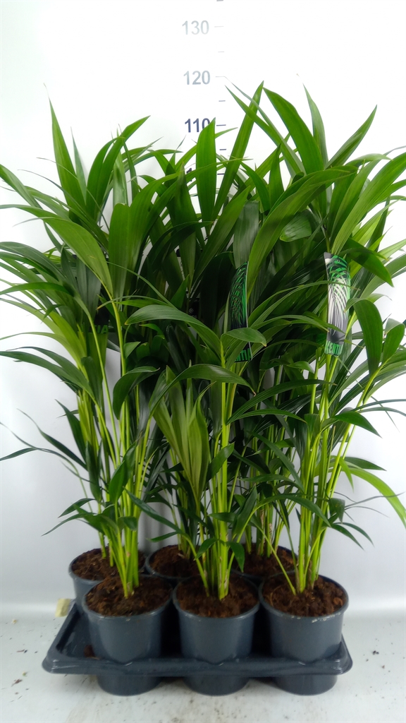 Howea Forsteriana 17Ø 80cm