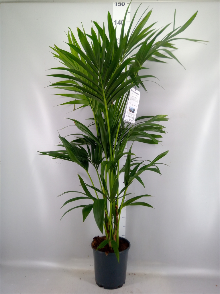 Howea Forsteriana 21Ø 130cm
