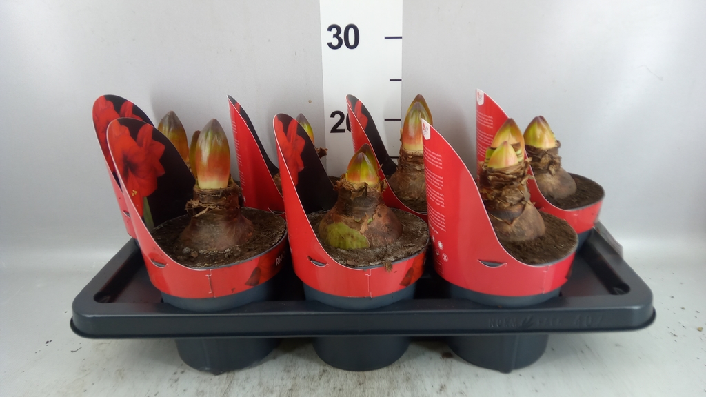 Hippeastrum Rhodé Star 14Ø 25cm