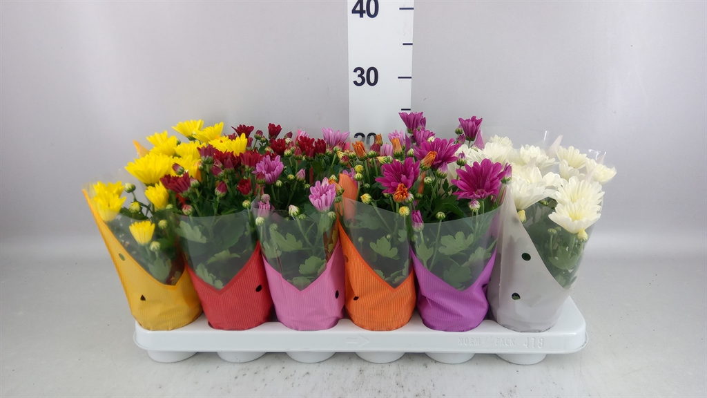 Chrysanth Mix 6 Mix 9Ø 23cm