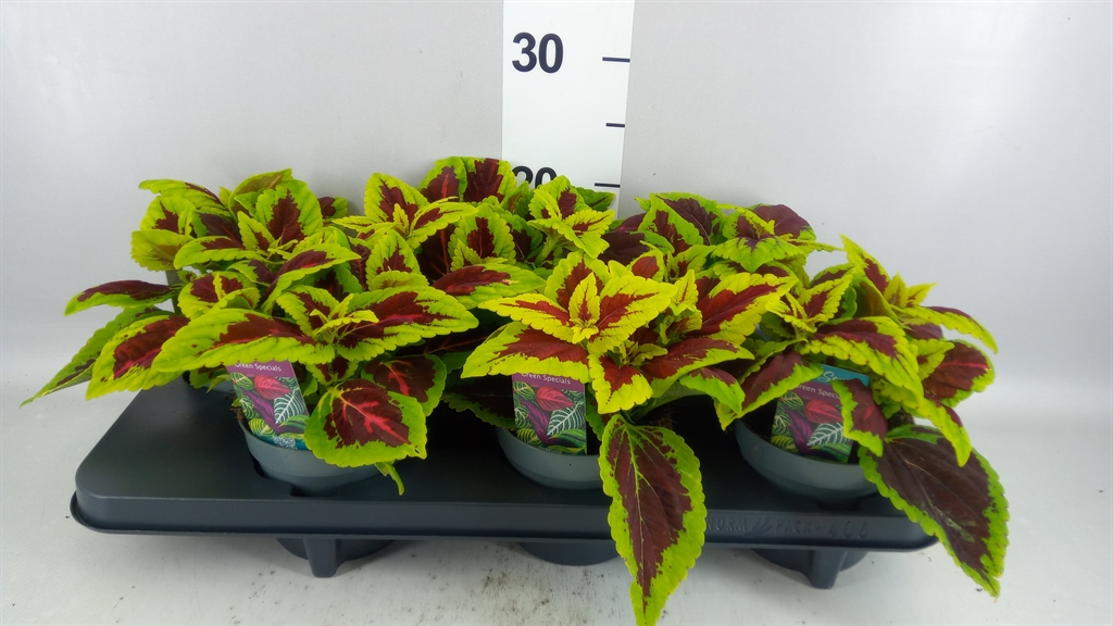 Plectranthus Main Street Alligator Alley 13Ø 20cm