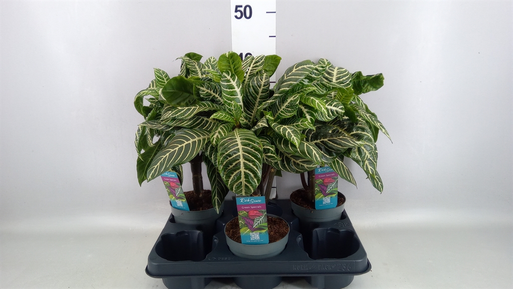 Aphelandra Squarrosa 13Ø 35cm