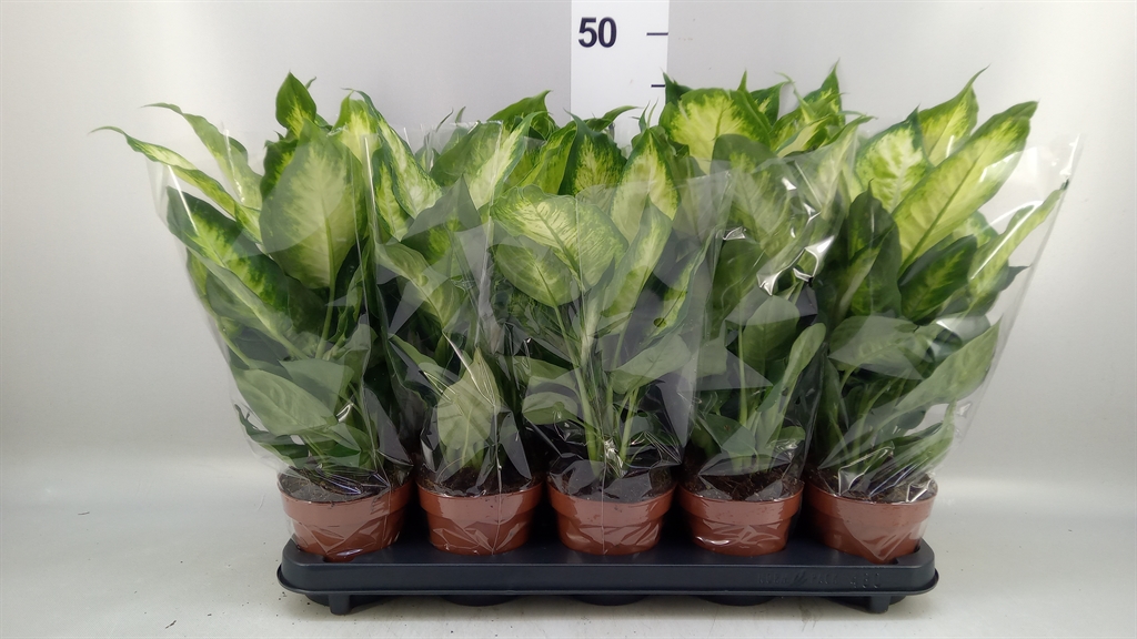 Dieffenbachia Camilla 12Ø 40cm