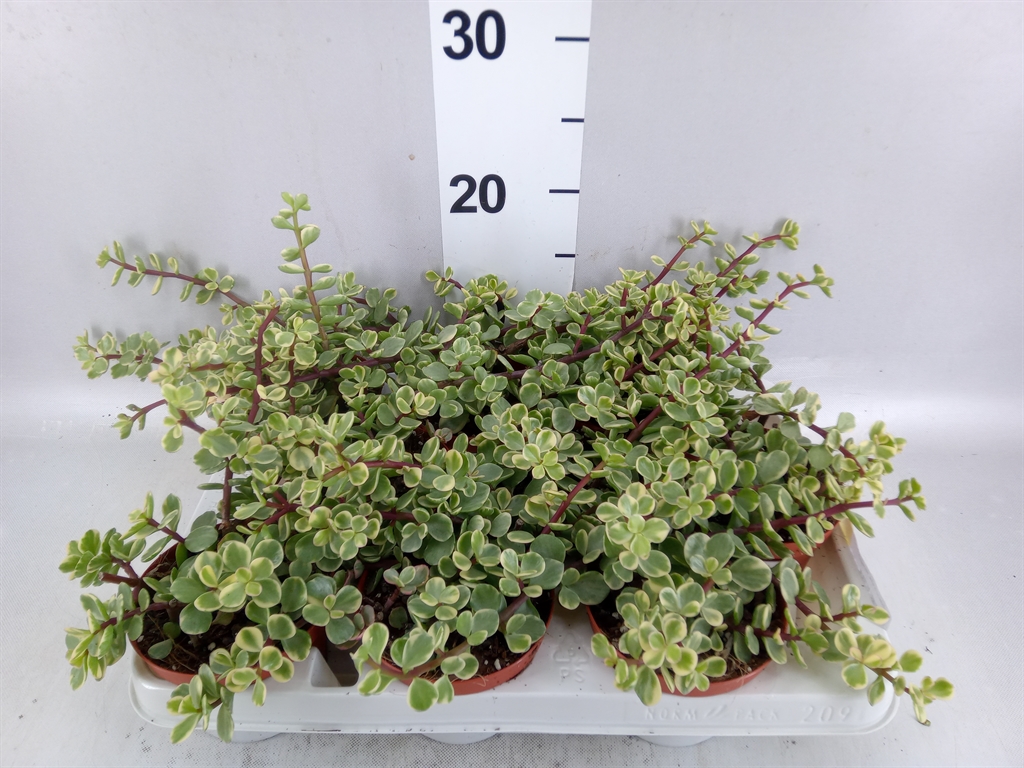 Portulacaria Variegata 11Ø 15cm
