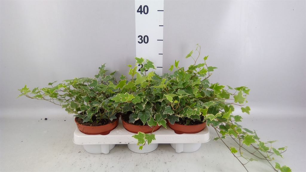 Hedera Helix Eva 13Ø 30cm