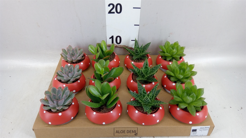 Vetplanten Arr 6% 9Ø