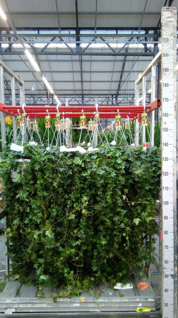 Hedera Helix Pittsburgh 24Ø 110cm