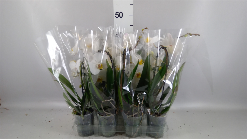 Phalaenopsis Cascade 9Ø 40cm 1st