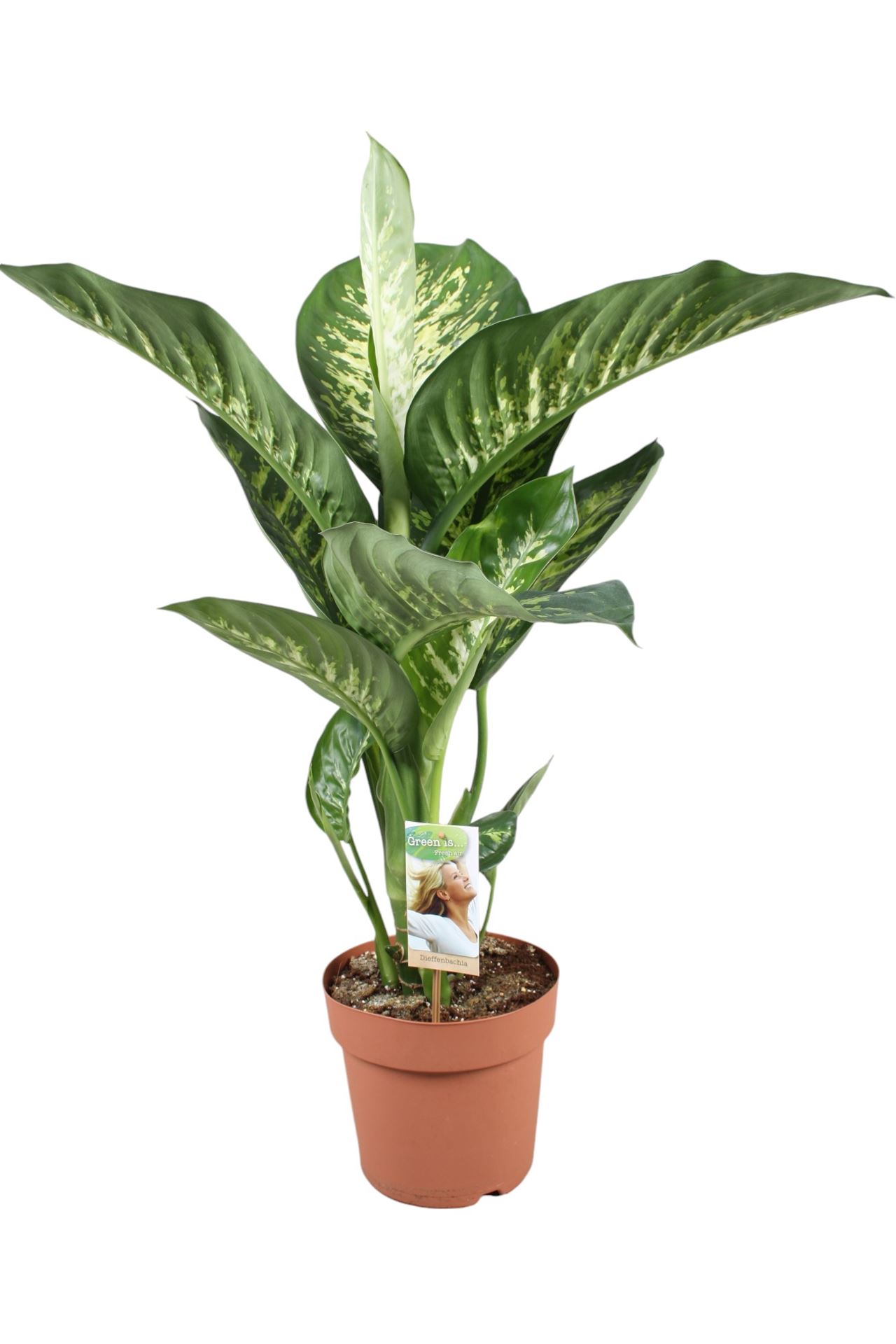 Dieff Seg Tropic Sno 21Ø 80cm