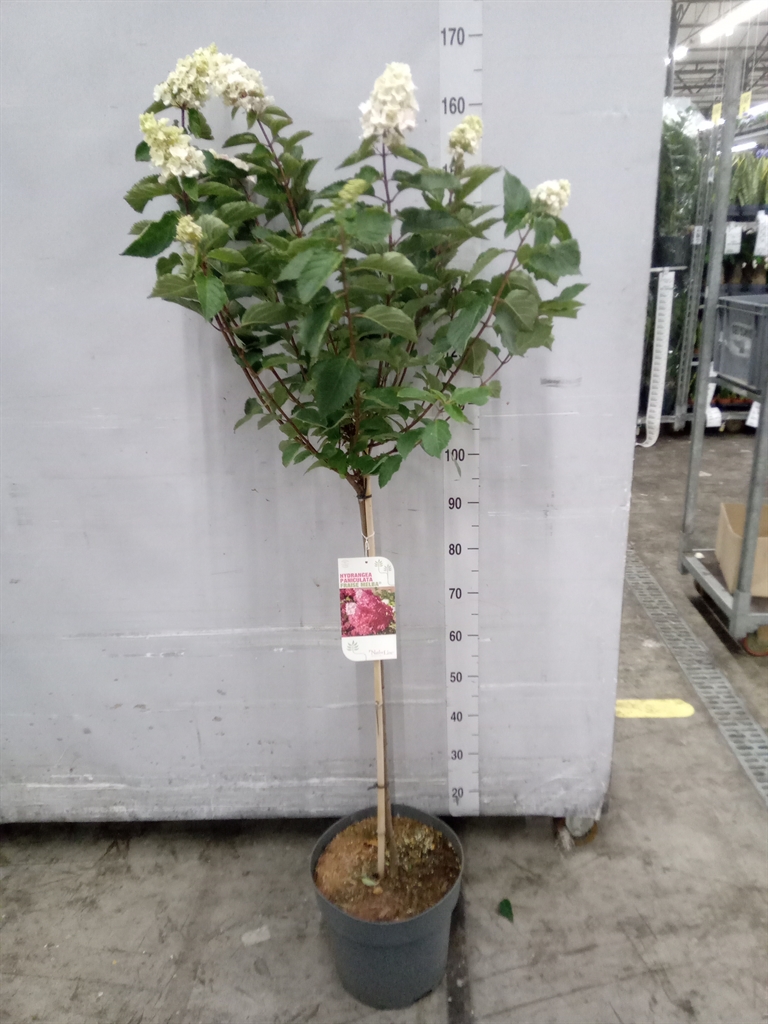 Hydrangea Paniculata 30Ø 130cm