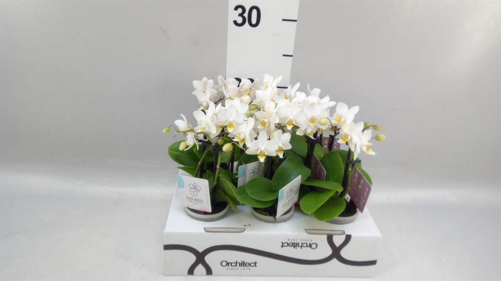 Phalaenopsis Mini 6Ø 17cm 2st