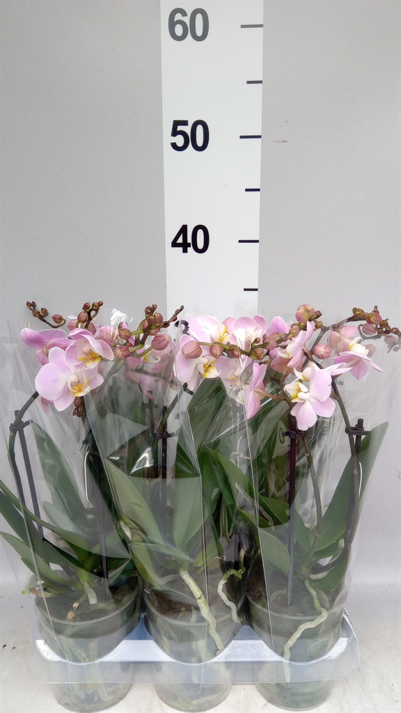 Phalaenopsis Pink Pippa 9Ø 35cm 2st